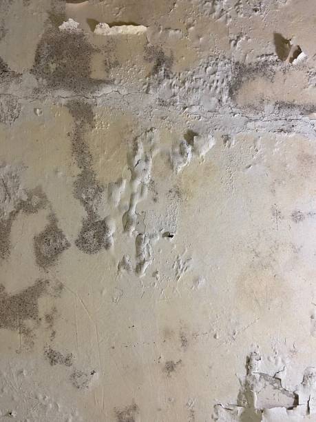 Best Bathroom Mold Remediation in Bull Mountain, OR