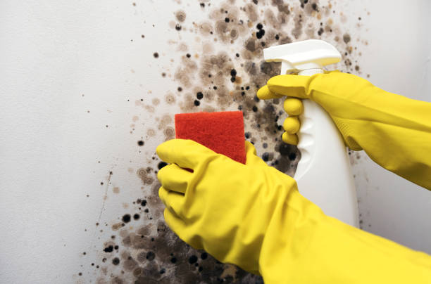 Best Black Mold Remediation in Bull Mountain, OR